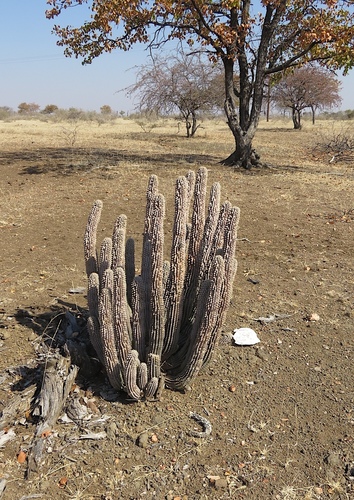 Bushman's Hat