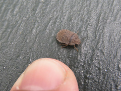 Sciocoris homalonotus