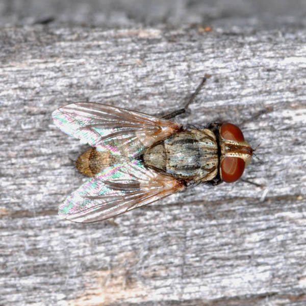 Miltogramma villeneuvei