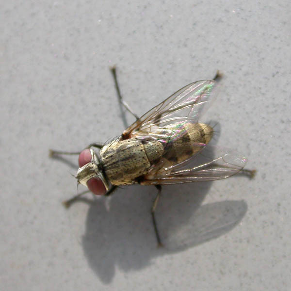 Pterella