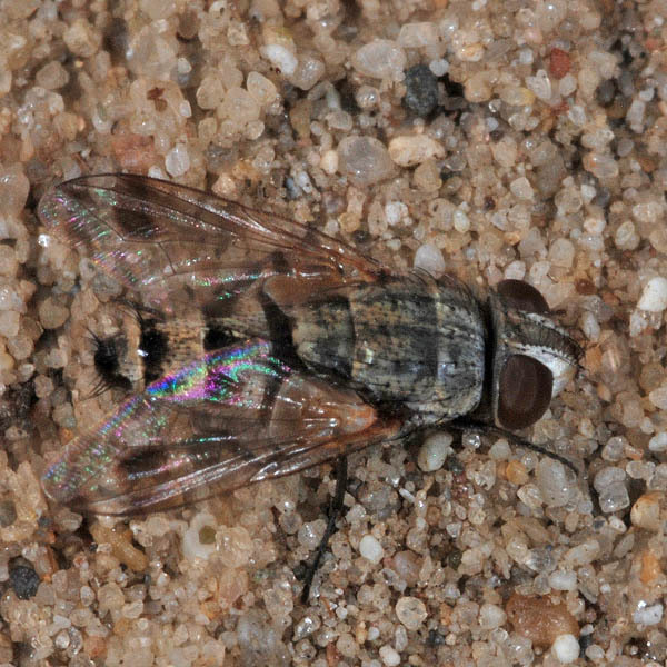 Phylloteles