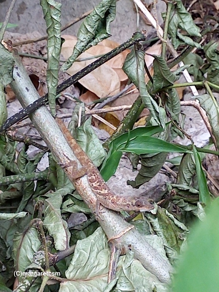 bronze-anole-from-st-joseph-trinidad-and-tobago-on-february-10-2024