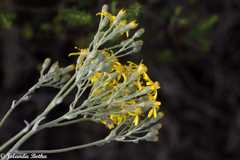 Senecio lineatus