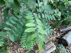 Simarouba