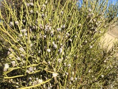 Aceria carmichaeliae