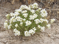 Nerisyrenia linearifolia