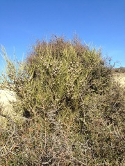 Aceria carmichaeliae