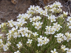 Nerisyrenia linearifolia