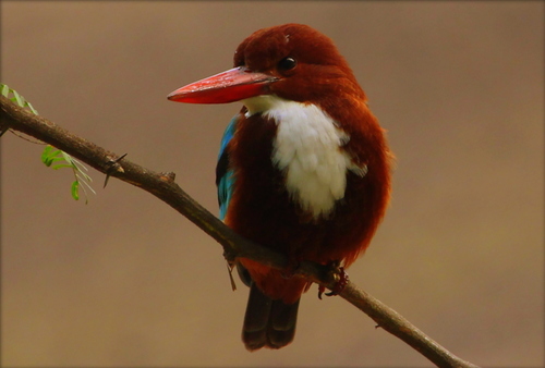 White-throated Kingfisher