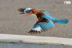 White-Throated Kingfisher photo 6