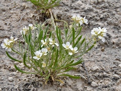 Nerisyrenia linearifolia
