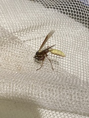 Apoica pallens image