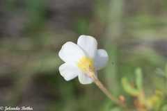 Oxalis ciliaris
