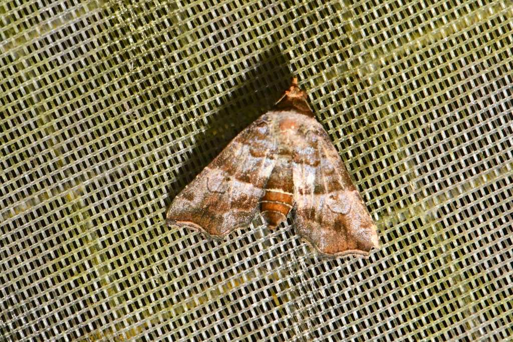 Cecharismena zoum