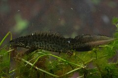 Anatolian Crested Newt photo 2