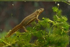 Anatolian Banded Newt photo 2