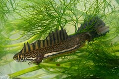 Anatolian Banded Newt photo 5