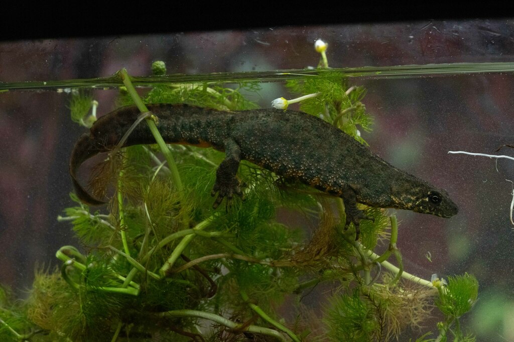 Anatolian Crested Newt