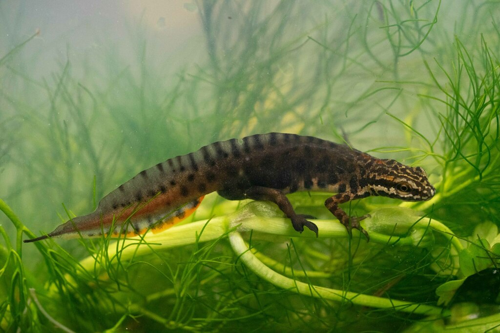 Kosswig's Smooth Newt