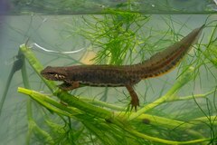 Kosswig's Smooth Newt photo 2
