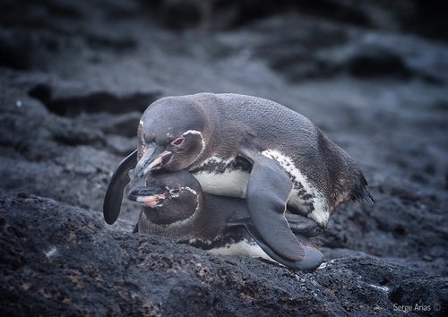 GaláPagos Penguin
