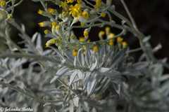 Senecio lineatus