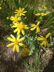 Senecio vernalis