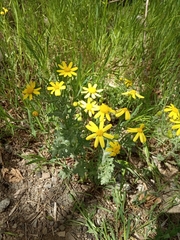 Senecio vernalis