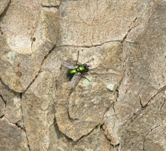 Gymnocheta viridis