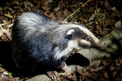 Northern Hog-Badger photo 2