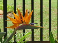 Strelitzia reginae reginae