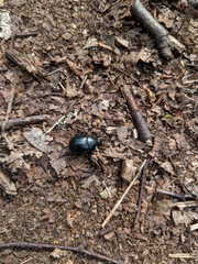 Ablattaria laevigata