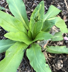 Primula meadia