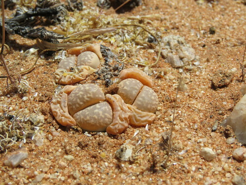 Lithops herrei L. Bolus 4