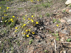 Tussilago farfara