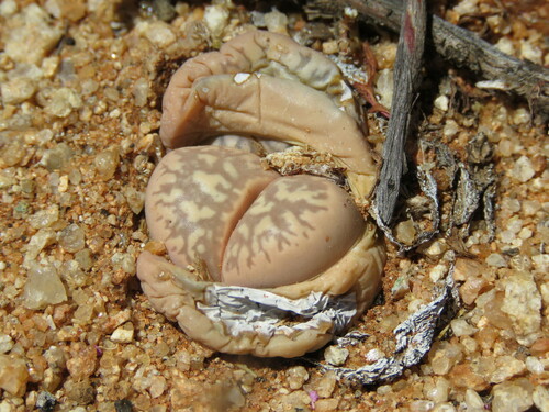 Lithops elisae de Boer