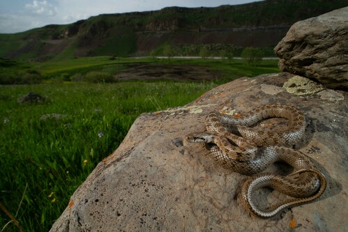 Transcaucasian Rat Snake, Zamenis hohenackeri