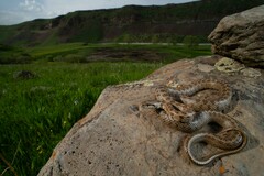 Transcaucasian Rat Snake photo 2