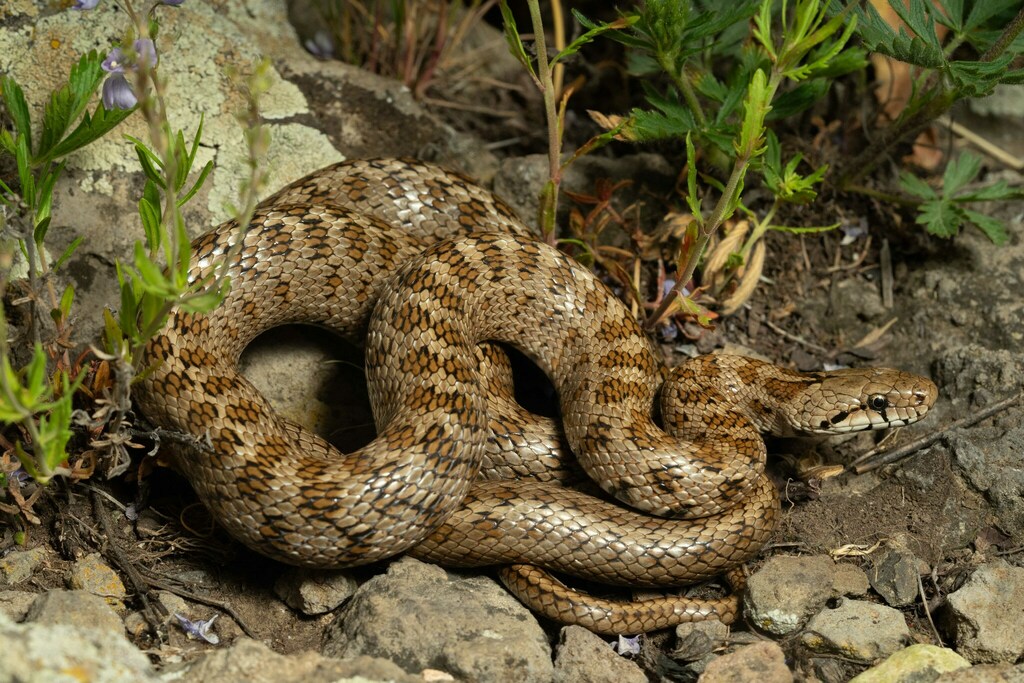 Transcaucasian Rat Snake