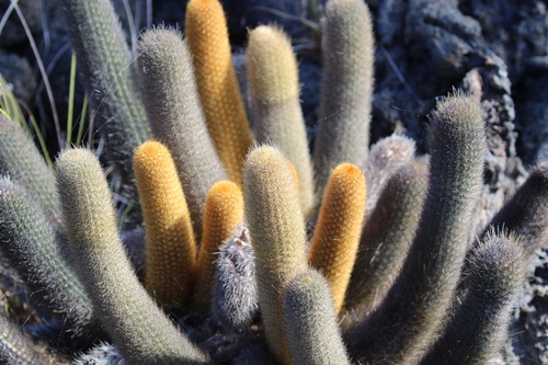 Image of Brachycereus nesioticus by (c) Susan Murphy, some rights reserved (CC BY)