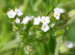 Plagiobothrys canescens canescens