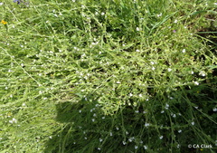 Plagiobothrys canescens canescens