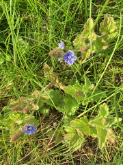 Veronica chamaedrys