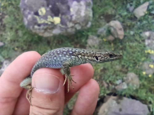 Uzzell's Lizard, Darevskia uzzelli