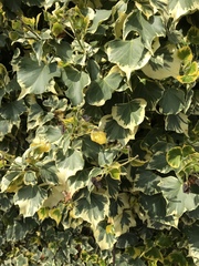 Hedera algeriensis