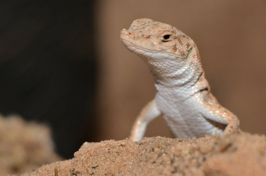 Blanford's Short-nosed Desert Lizard from Hafar Al-Batin Saudi Arabia ...