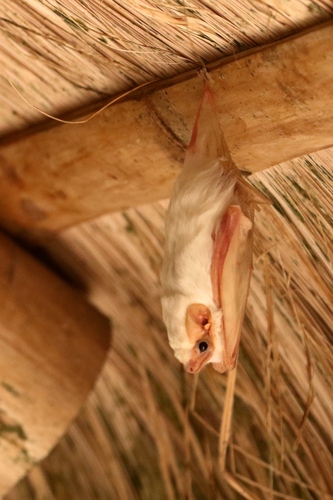 Northern Ghost Bat