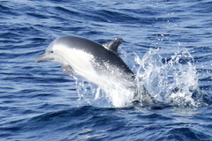 Delphininae