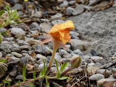 Oenothera hartwegii
