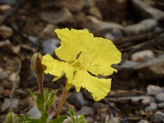 Oenothera hartwegii